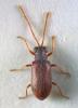 Dryophilus sp.